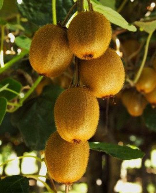 Kiwi La Ghiveci (Soiuri Diferite )