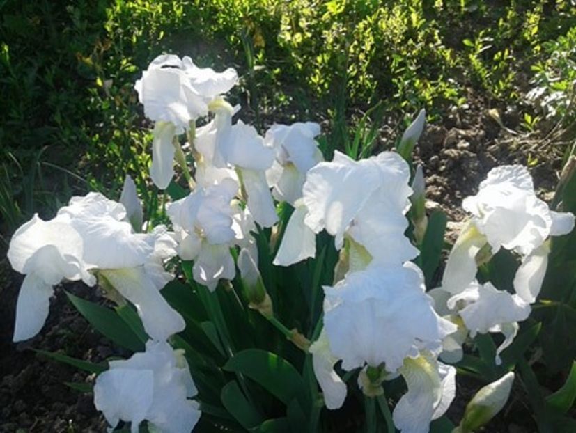irisi albi superbi foarte parfumati de gradina