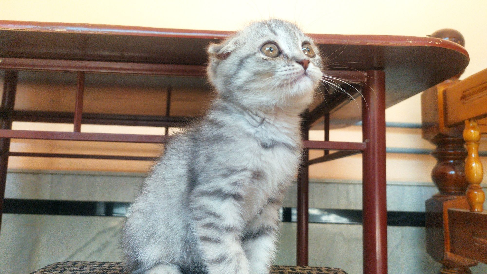 Scottish fold продаётся
