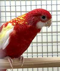 Попугай  Розелла рубиновая