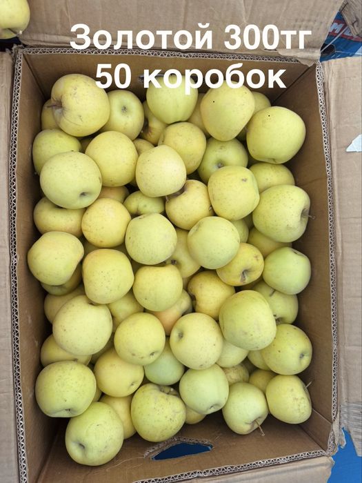 Яблоки 1 сорт. Апорт Кандиль