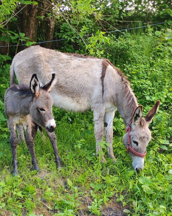 Lapte de Măgărită