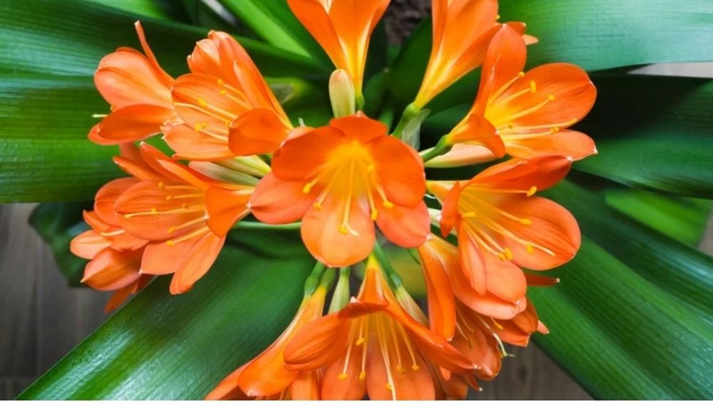 Продаю комнатное растение КЛИВИЯ