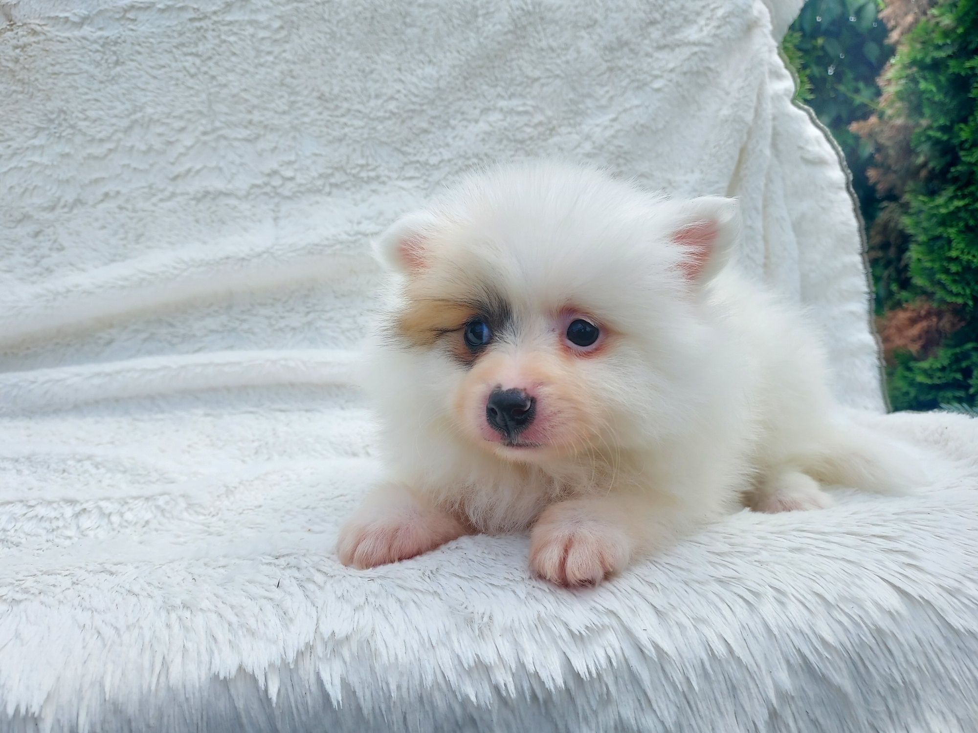 Pomeranian Boo Fetița