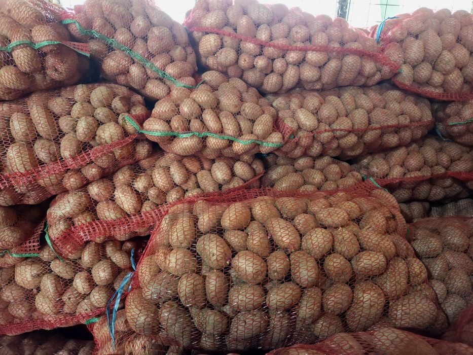 Cartofi rosii consum Bellarosa