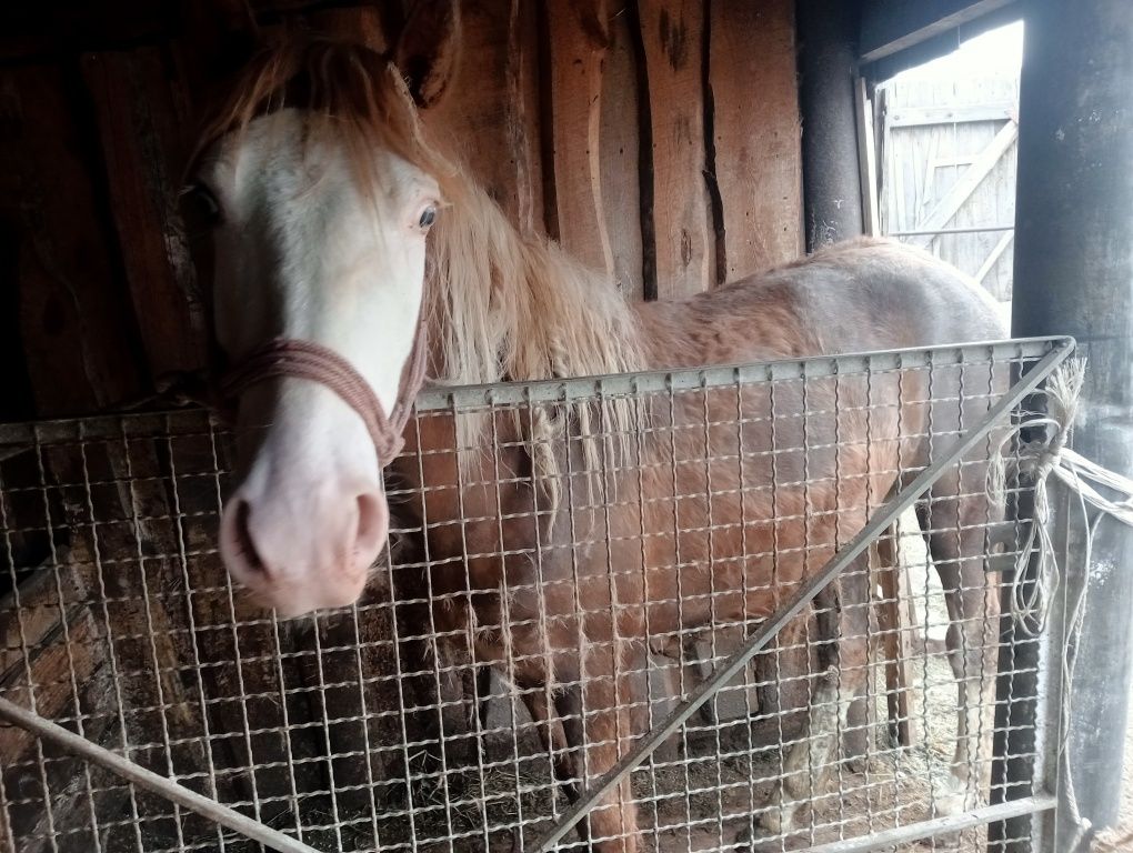 Продам жеребца жирного кунан сатылады семіз