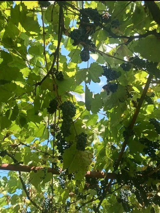 Vand struguri de vin