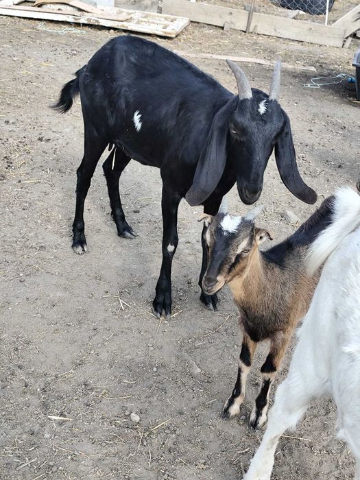 Capre anglo-nubian caută casă nouă în Arad!