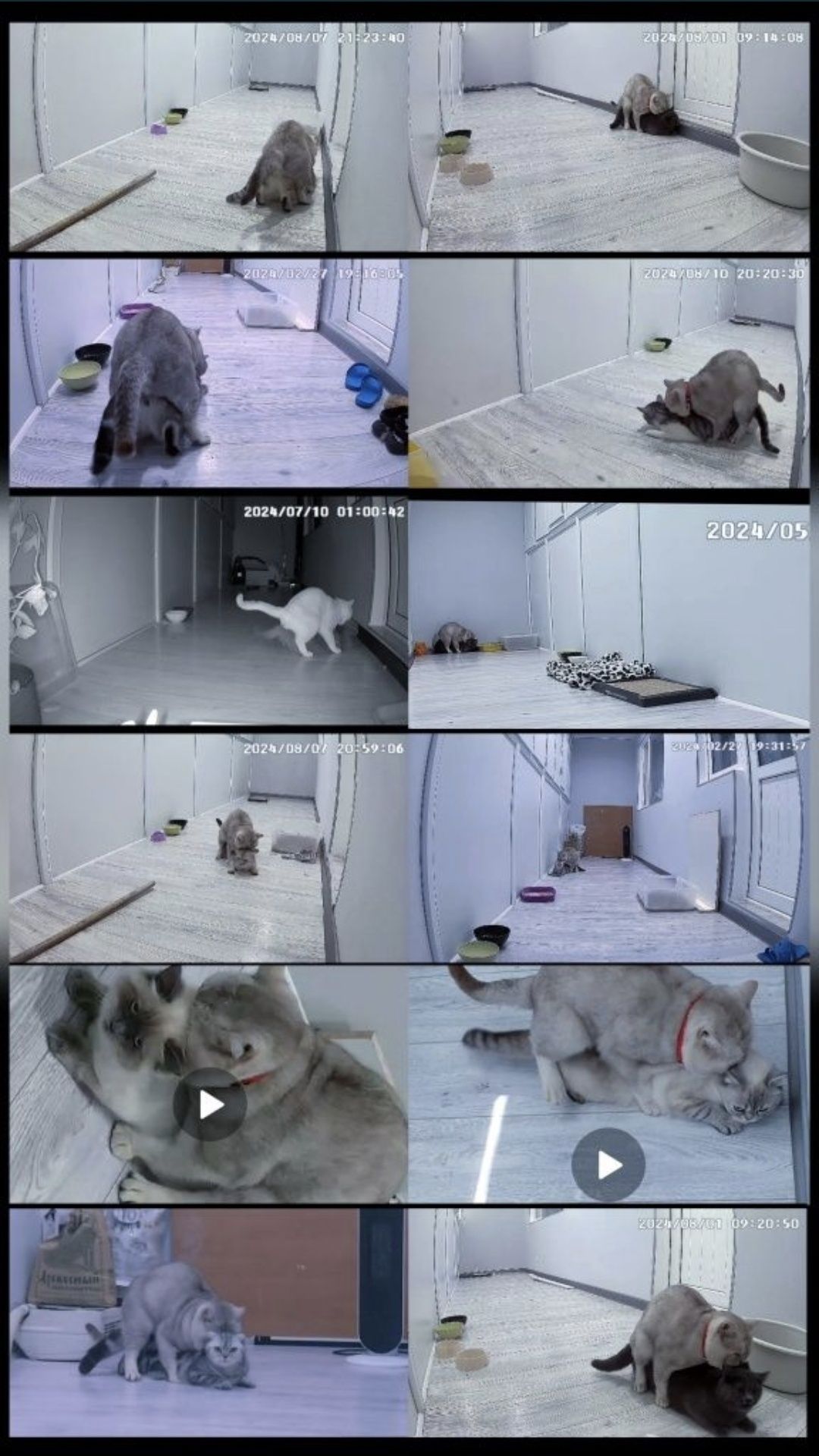 Вязка! Кот с опытом