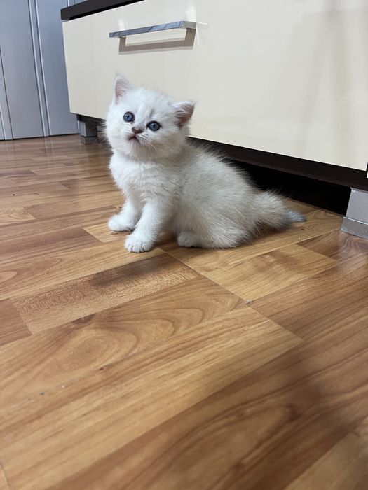 British shorthair shadedpoint