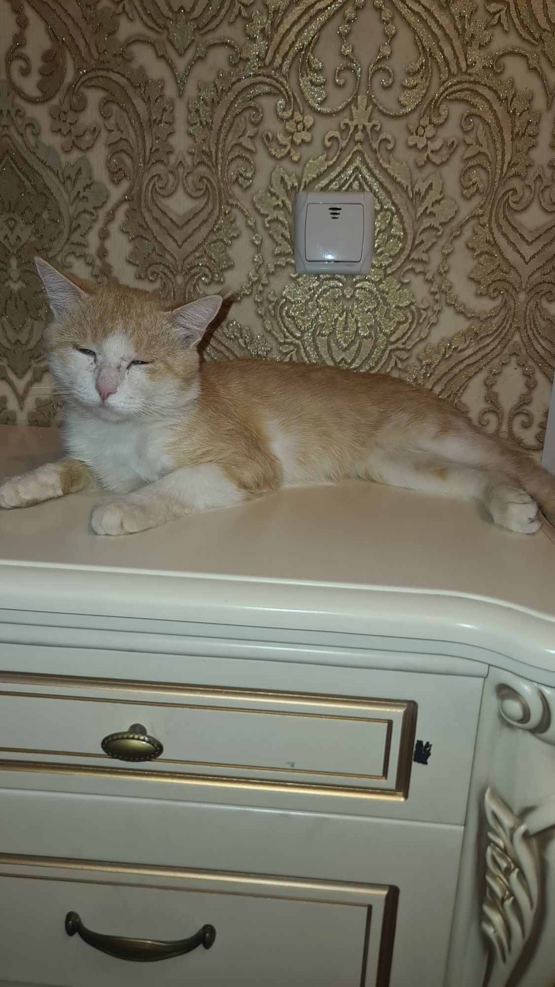 Кошка кот  рыжий не старый