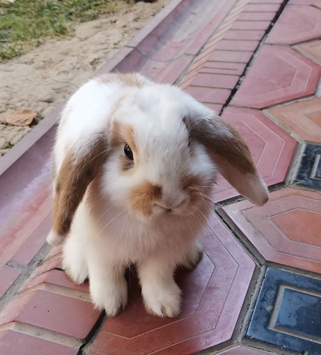 Продам карликовый кролик