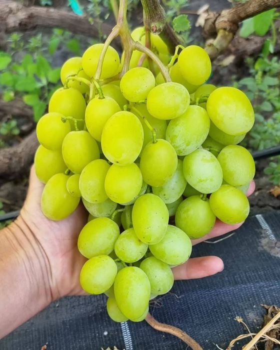 Vita de vie soiuri cu gust de muscat si gust armonios fructat