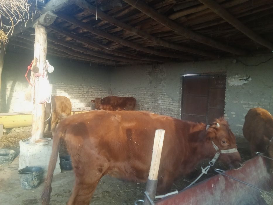 Mollar sotiladi    .