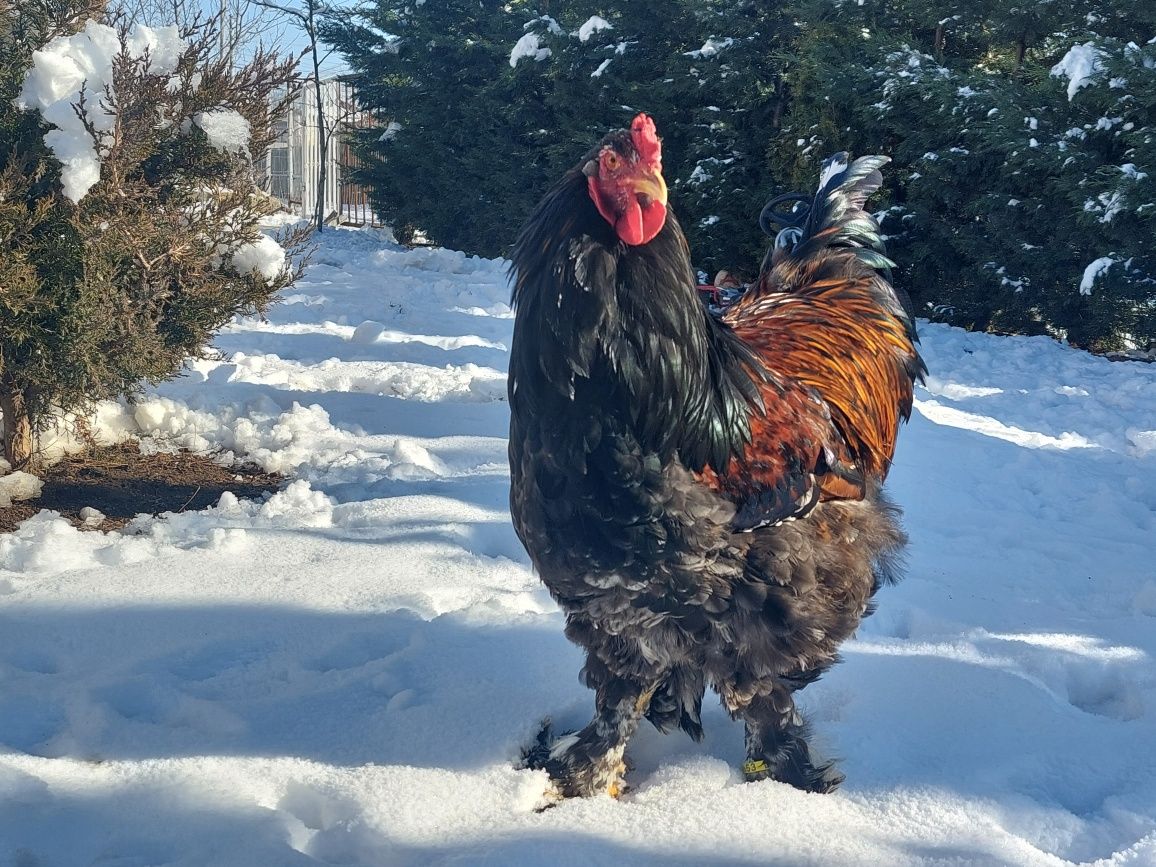 Vând oua brahma porțelan!!