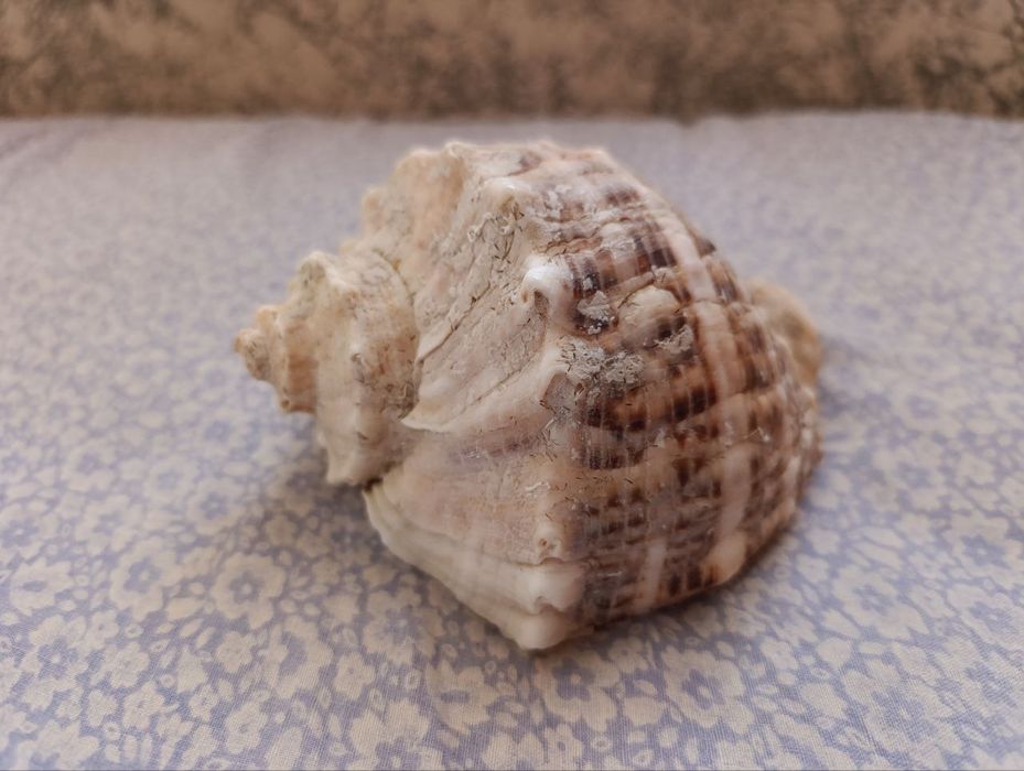 Ракушка морская  ( большая )