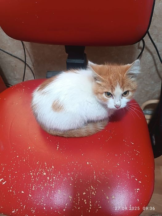 Котенок мальчик.