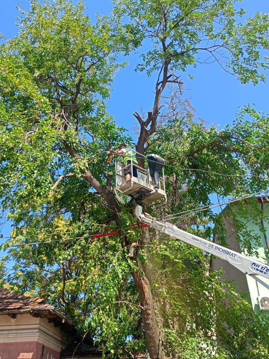 Taiere toaletare copaci cu alpinisti oferim mentenanță