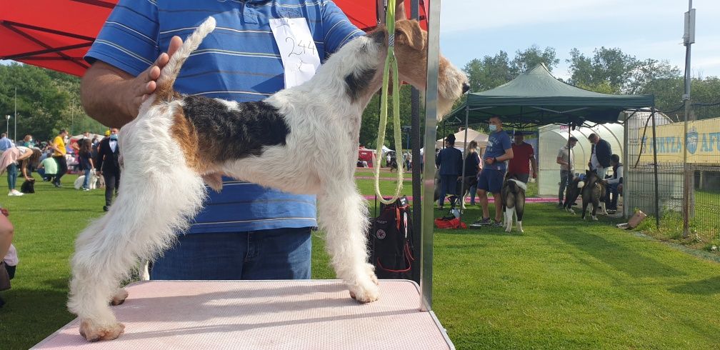 Vand fox terrier