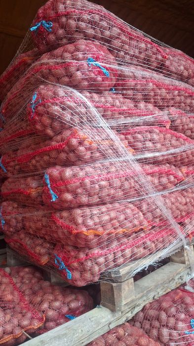 Cartofi de sămânță