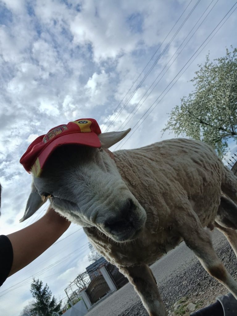 Vând berbec Metiș și o oaie .