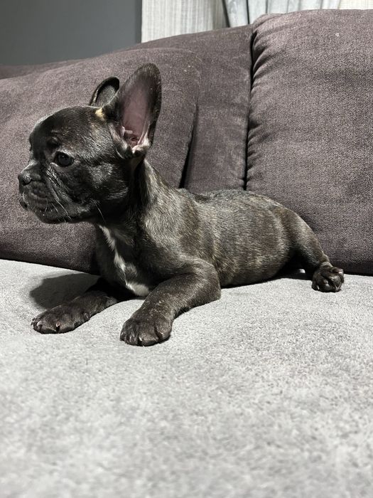 Buldog Francez Mascul – 11 săptămâni