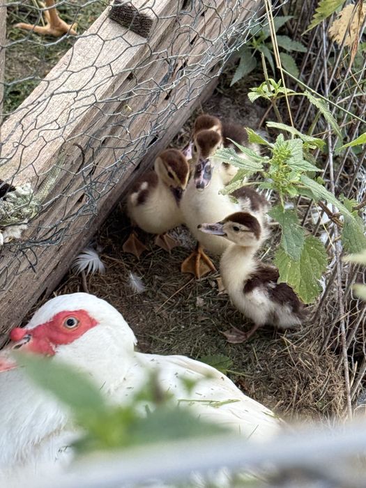 Schimb găini rațe mute și românești cu gâște sau curci inclusiv pui