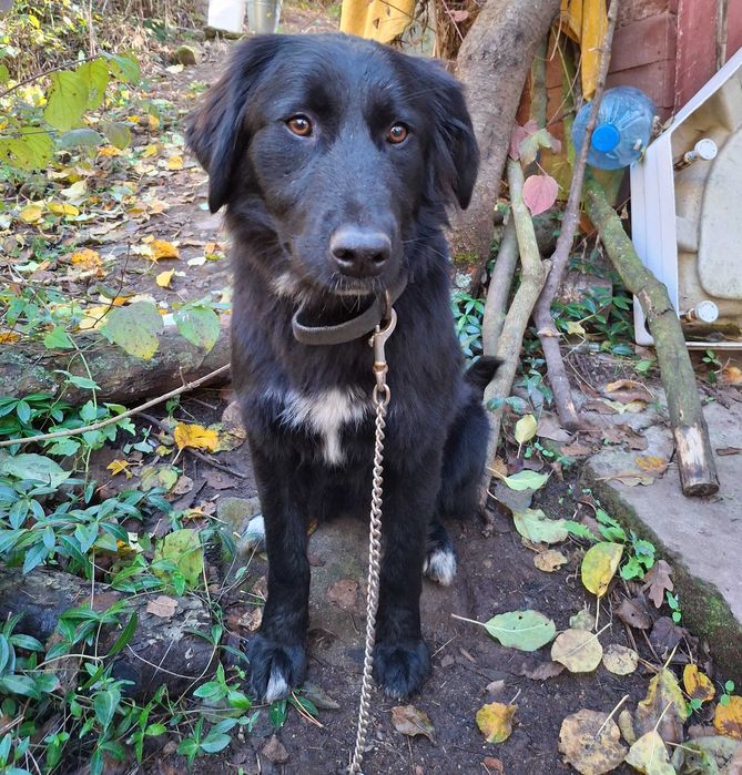 Подарявам кученца