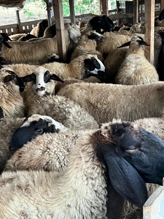 Vand 120 de oi si 3 berbeci tigaie sarbeasca