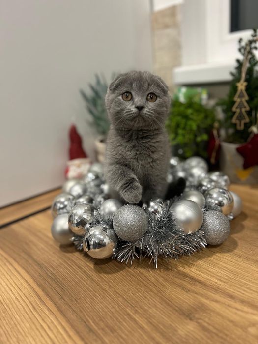 British shorthair scotish fold