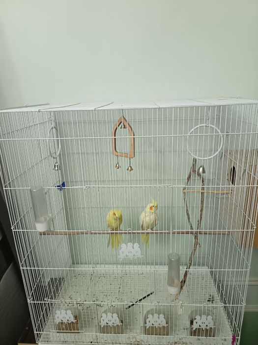 СРОЧНО!!! Продаются Неразлучники и Кореллы. Дешево