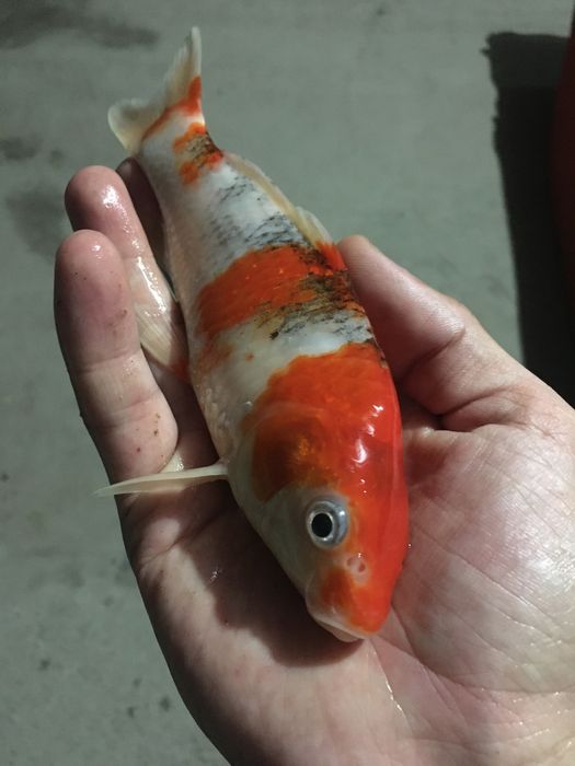 Рыбки для пруда ховуз учун баликлар коя кои