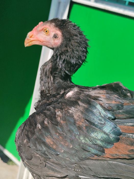 Продам молодого петушка привозной хороших кровей