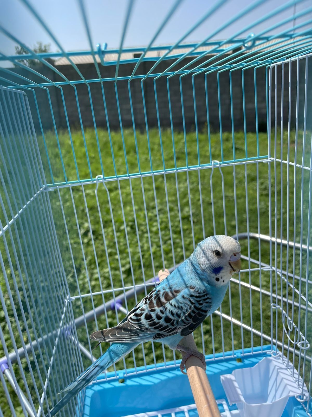 Попугай комплект