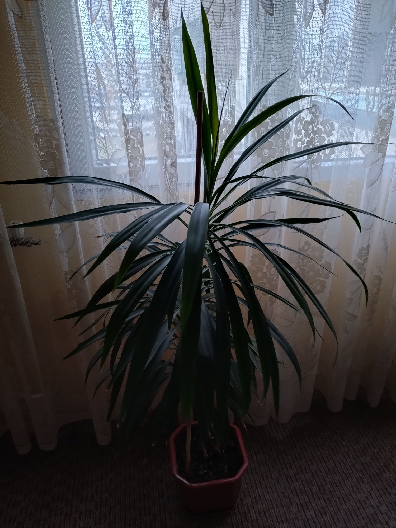Цвете не знам какъв вид :)