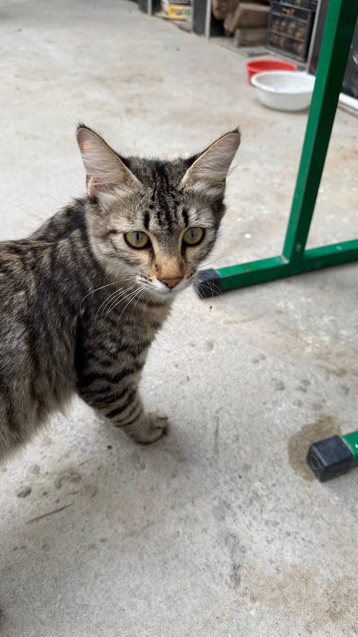 Кошка  только в добрые руки