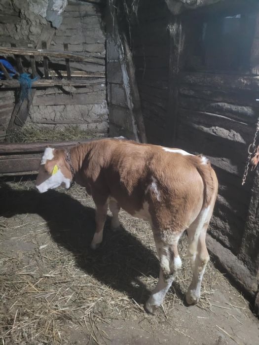 Vand viteaua baltata romaneasca