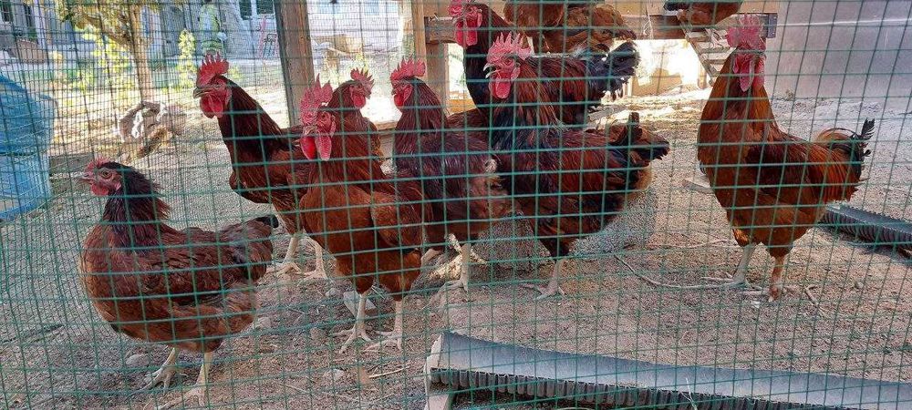 ХАН ХЯП корейс товуқ ва хўрозлари сотилади