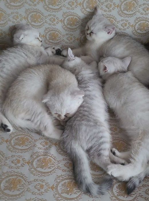 Pisici de rasă british shorthaire și scotish fold