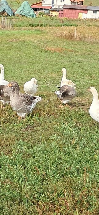 Gaste de  carne de un an.De  vânzare