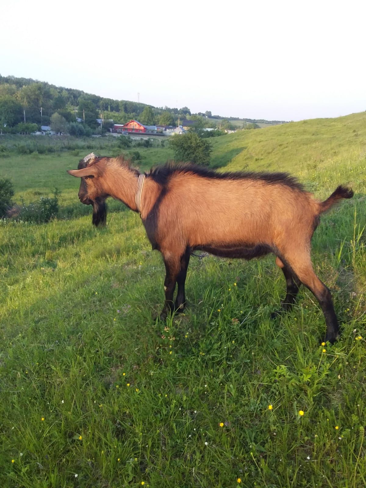 Țap Alpin francez