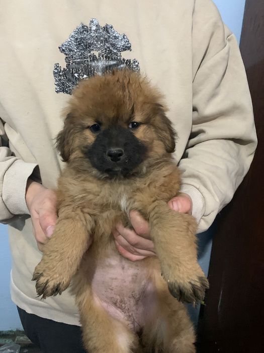 Dau spre adoptie 2 fete si un baiat are 2 luni