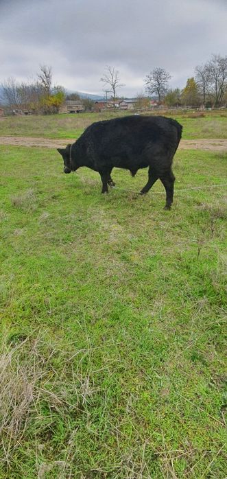 Абърдийн   ангус