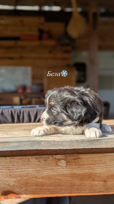 Подаряваме кученца