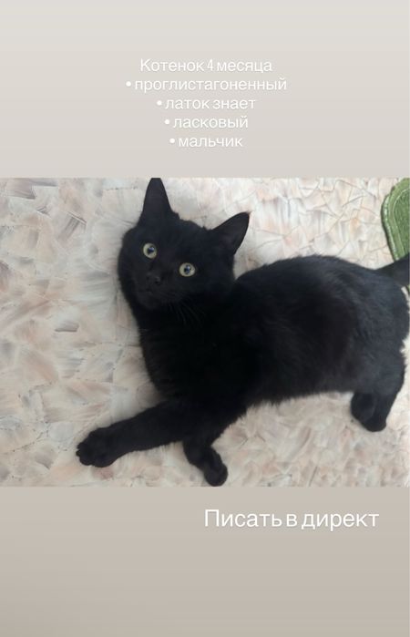 Котенок черный