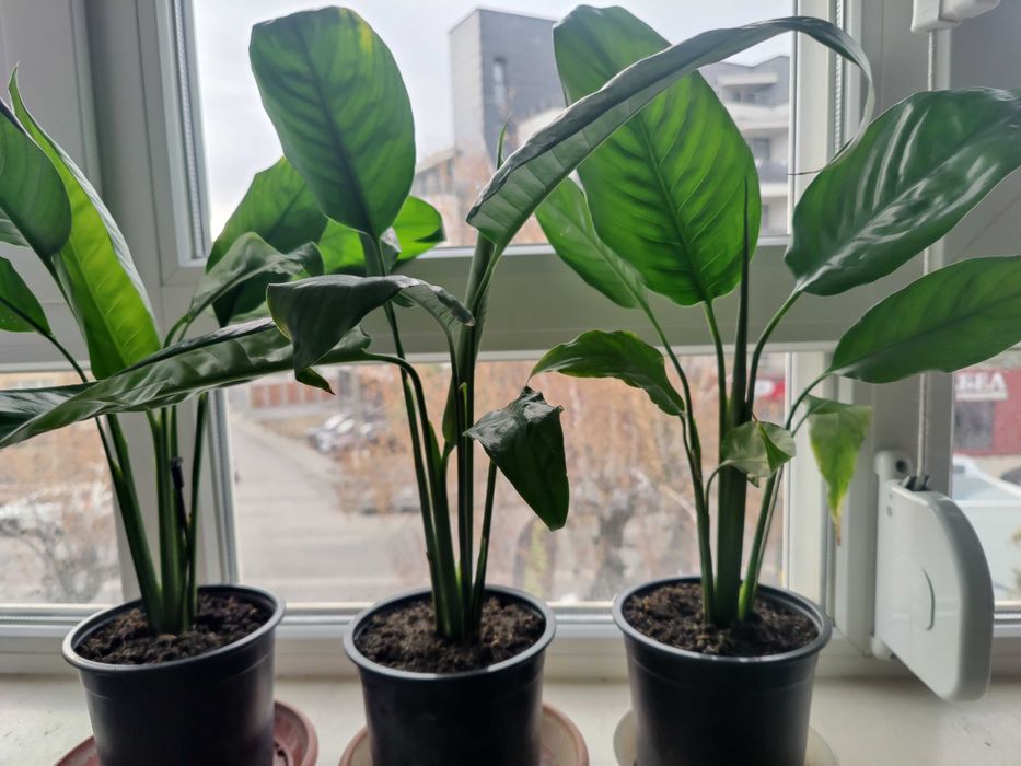 Продавам цветя Спатифилум - подготвени за есенно-зимен цъфтеж