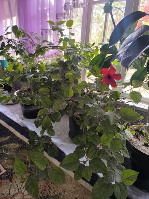 Фикус кора Шахзода китайский роза гуллари