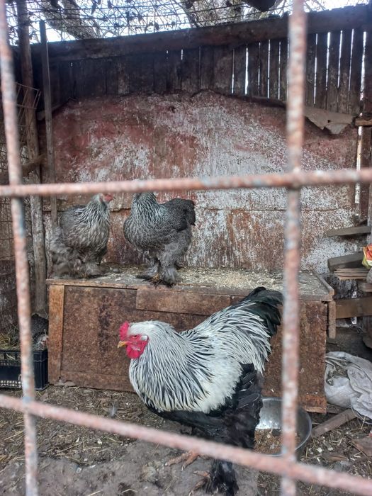 Oua pt incubat Brahma Herminat inchis