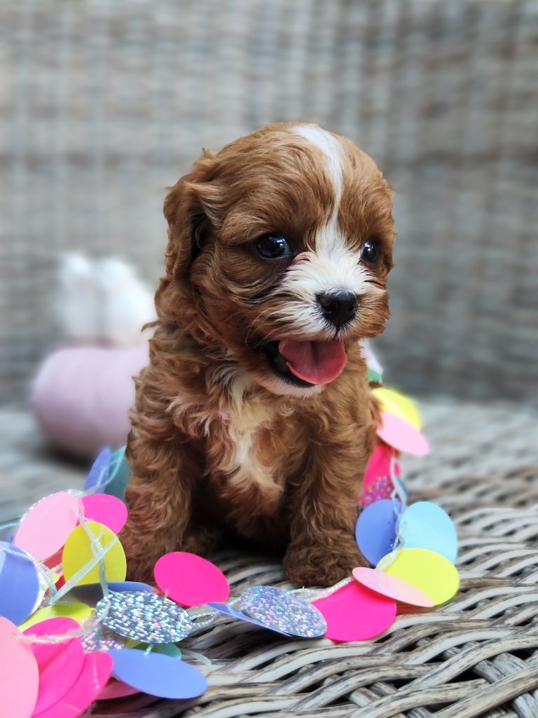Той Кавапу- Cavapoo/ Той пудел и Кавалер Кинг Чарлз шпаньол