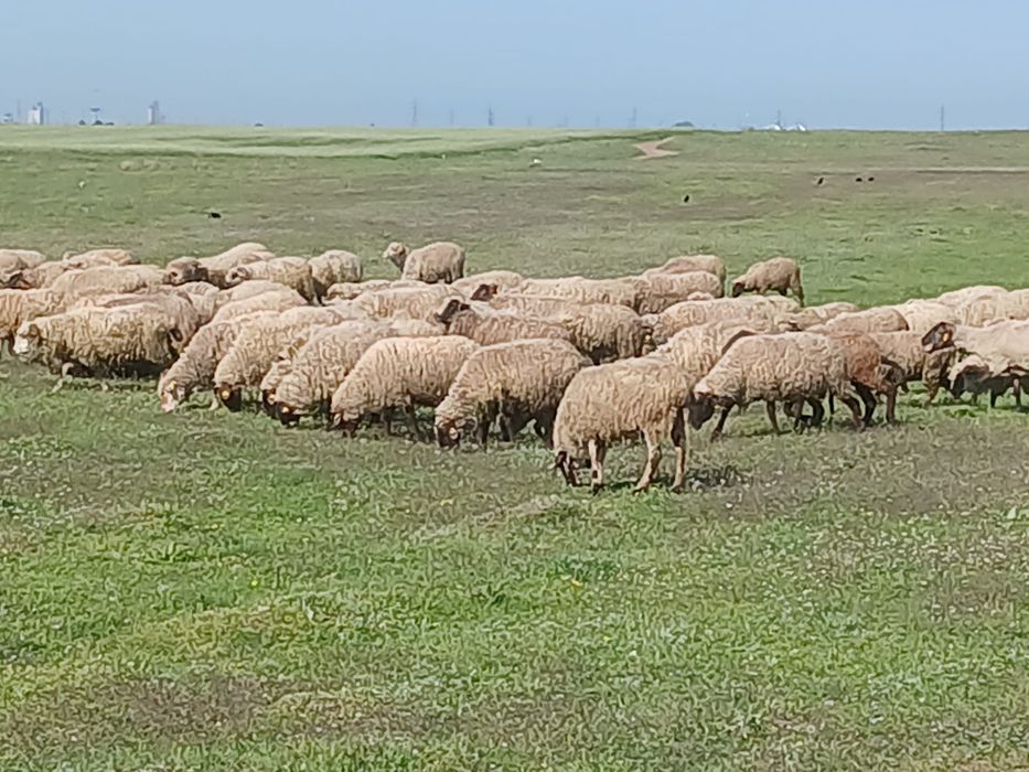 OI DE VANZARE (turcana si carabas)